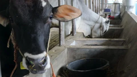 Sapi15 Stock Footage 330915715