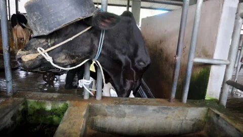 Sapi22 Stock Footage 330915933