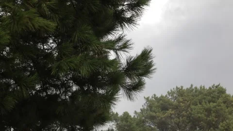 Sapin Tempete Stock Footage 230868363