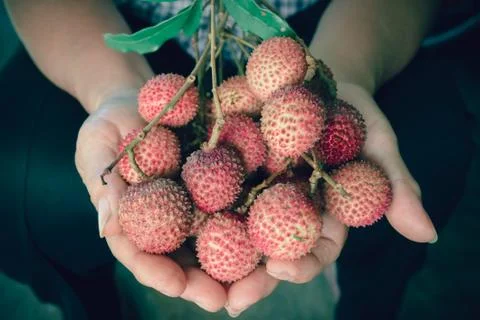 Sapindaceae Stock Photos