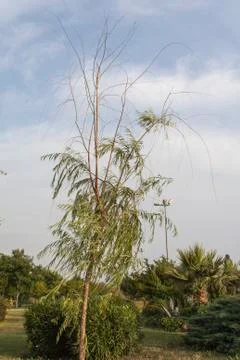 A Sapling and Clear Sky Stock Photos