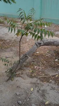 Sapling beside decaying gray log on dry ground Foto stock
