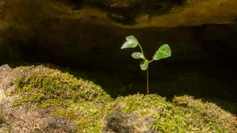 A sapling breaks through Stock Photos