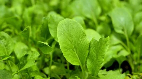 Sapling  Chinese Cabbage, a kind of cabbage,also called Endive  thailand Stock Photos