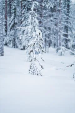 Sapling Covered with Snow Growing out of the Thick Snow Layer Stock Photos