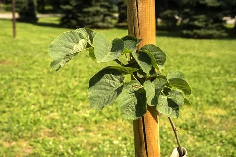 Sapling of deciduous tree Stock Photos