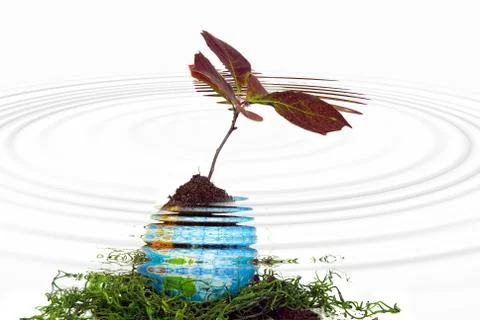 Sapling in dirt Stock Illustration