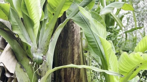 Sapling Display of Banana Tree Stock Footage 332129534