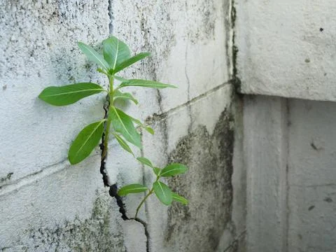 A sapling emerging from a crack in the wall. Stock Photos