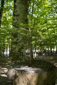 Sapling emerging from the middle of the cut tree. The tree that sustains life Stock Photos