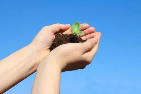 Sapling in female hands Stock Photos