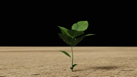 The sapling gets sunlight Stock Footage 221164779