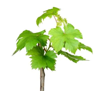 Sapling grape isolated on the white background Stock Photos