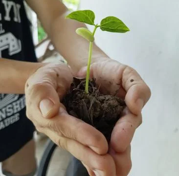 A sapling that grew from a seed was placed in the palm of one's hand to plan Stock Photos