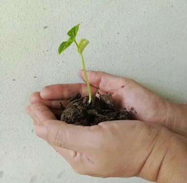 A sapling that grew from a seed was placed in the palm of one's hand to plan Stock Photos