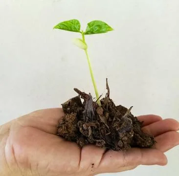 A sapling that grew from a seed was placed in the palm of one's hand to plan Stock Photos