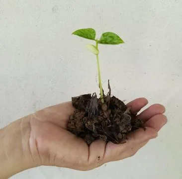 A sapling that grew from a seed was placed in the palm of one's hand to plan Stock Photos