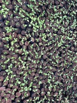 Sapling- Group of young plants- Nursery images Stock Photos