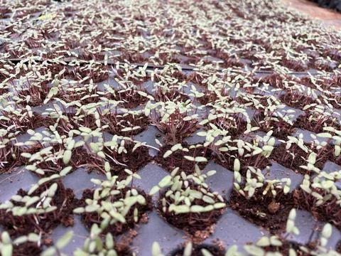 Sapling- Group of young plants- Nursery images Stock Photos