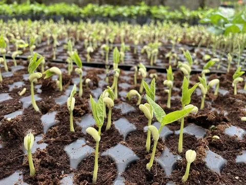 Sapling- Group of young plants- Nursery images Stock Photos