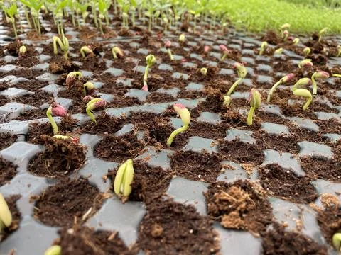 Sapling- Group of young plants- Nursery images Stock Photos