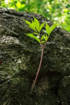 Sapling growing in the crevice of a rock. Stock Photos
