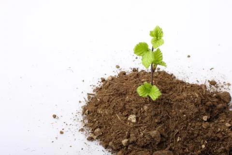 Sapling growing Foto stock