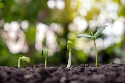 Sapling growing on soil and green nature bokeh background. Plant growth pro.. Stock Photos