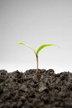 Sapling growing from soil Stock Photos