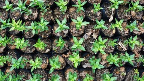 Sapling growing in a soil, top view. Stock Photos