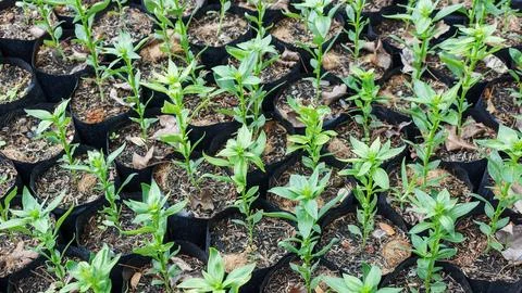 Sapling growing in a soil, top view. Stock Photos