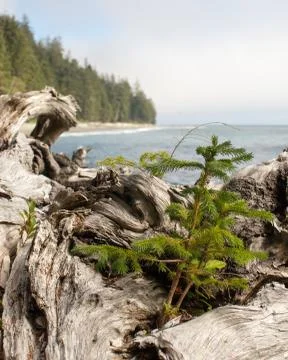 A sapling grows from an old stump beside the sea Stock Photos