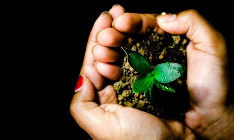 Sapling in hand, save the trees, save forest Stock Photos