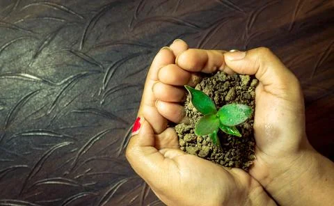 Sapling in hand, save the trees, save forest Stock Photos