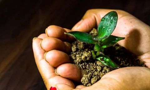 Sapling in hand, save the trees, save forest Foto stock