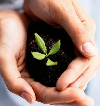 Sapling in hands Stock Photos