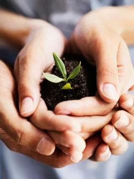Sapling in hands Stock Photos