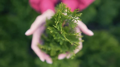 Sapling in the hands of woman. Caring for nature and the environment, love for Stock Footage 117604485