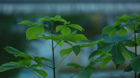 Sapling of horse chestnut tree Stock Footage 64904120