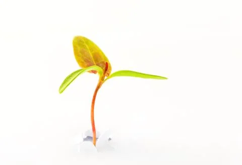 Sapling isolated grow concept Stock Photos