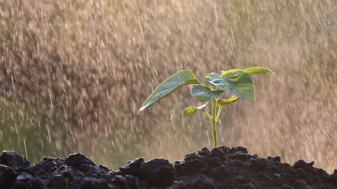 Sapling leaves Stock Footage 123036636