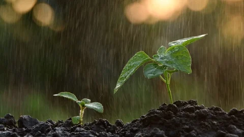 Sapling leaves Stock Footage 123036653