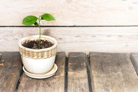 Sapling lemon Stock-Fotos