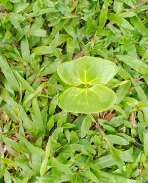 A sapling that looks like a butterfly Stock Photos
