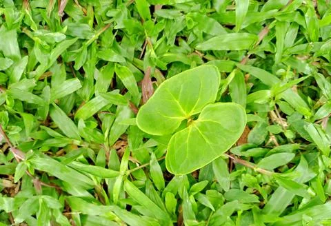 A sapling that looks like a butterfly Stock Photos