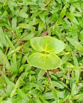 A sapling that looks like a butterfly Stock Photos