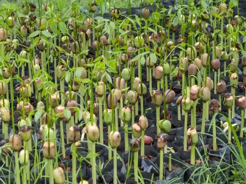 Sapling of Makha mong in black plastic bag Stock Photos