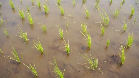 The sapling of the newly planted rice planted by the wind Stock Footage 119068802