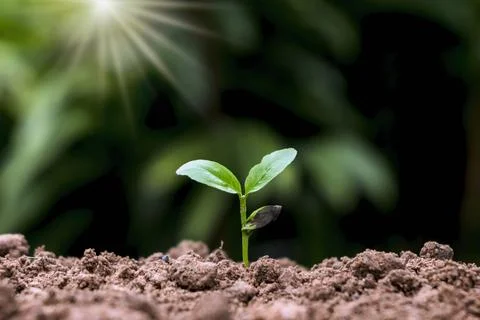 A sapling or tree grows from fertile soil and bright morning sunlight. ecol.. Stock Photos
