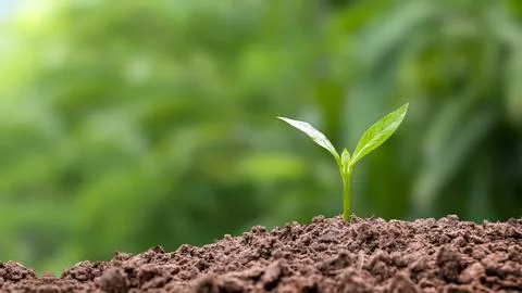 A sapling or tree grows from fertile soil and bright morning sunlight. ecol.. Stock Photos